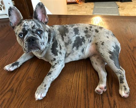 buldog francuski blue merle|9 Things You Should Know About Merle French Bulldogs